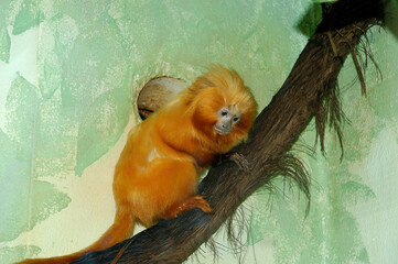 Golden Lion Tamarin
