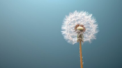 Single Dandelion Seed Caught in Breeze, Capturing Fragility and Complexity. - obrazy, fototapety, plakaty