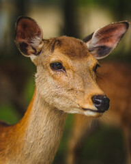 close up deer