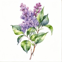 Watercolor Lilac flower branch 