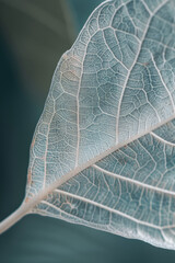 A closeup of a transparent leaf