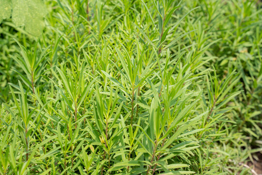 a bush of taragon that are greatly use for cooking or making a tea drink and aroma therapy