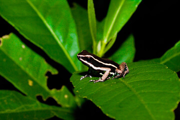 Ranas de la amazonía