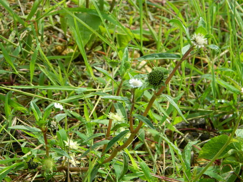 Close-up photo of a wild green plant that has beautiful flowers. Plants that grow wild in tropical nature