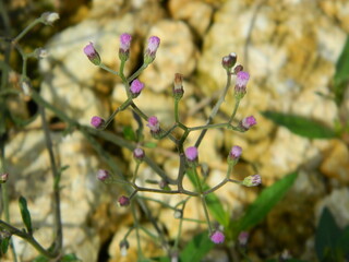 Close-up photo of a wild green plant that has beautiful flowers. Plants that grow wild in tropical nature