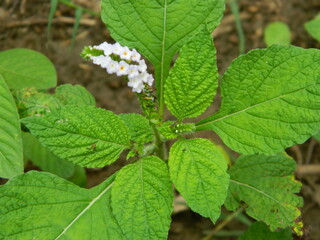 Close-up photo of a wild green plant that has beautiful flowers. Plants that grow wild in tropical nature