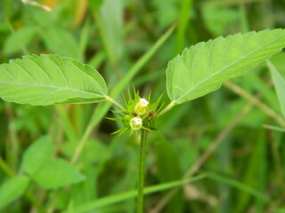 Close-up photo of a wild green plant that has beautiful flowers. Plants that grow wild in tropical nature