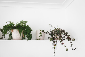series of plants in white pots indoor on white shelf on wall, minimalist light and bright decor