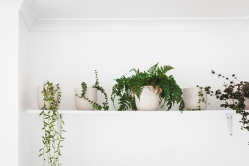 series of plants in white pots indoor on white shelf on wall, minimalist light and bright decor