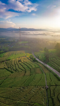 Drone view of rice fields terrace in the morning with fogs and sunlight. vertical orientation for wallpaper or agricultural content. 