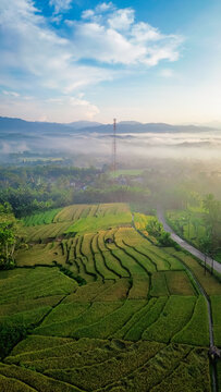Drone view of rice fields terrace in the morning with fogs and sunlight. vertical orientation for wallpaper or agricultural content. 