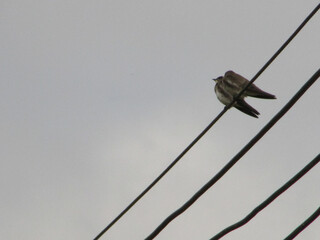 Two swallows summering on a high voltage wire
