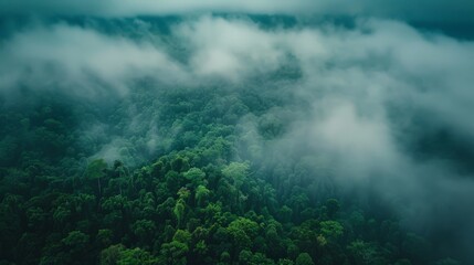 Aerial view of dark green forest with misty clouds.