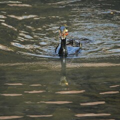 東戸塚のカワウ
