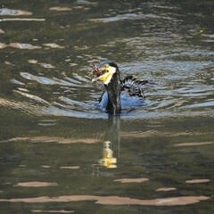 東戸塚のカワウ