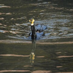 東戸塚のカワウ