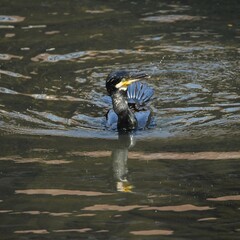 東戸塚のカワウ