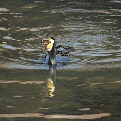 東戸塚のカワウ