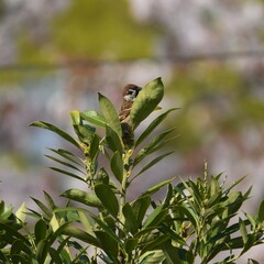 東戸塚のカワウ