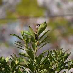 東戸塚のカワウ