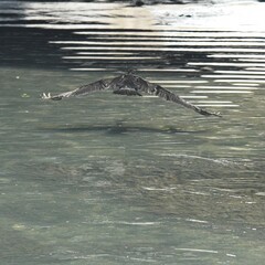 東戸塚のカワウ