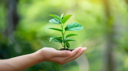 Human hand holding a growing green plant. World ozone day concept