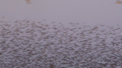 thousands of knot, massed birds in flock, flying in formation, wader smoke wildlife spectacle