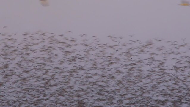 thousands of knot, massed birds in flock, flying in formation, wader smoke wildlife spectacle