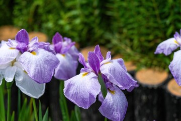 ひっそりと咲く満開の紫の花菖蒲