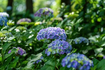 森の中でひっそりと咲く満開のブルーのアジサイ