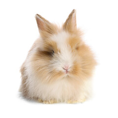 Obraz premium Cute little rabbit on white background. Adorable pet
