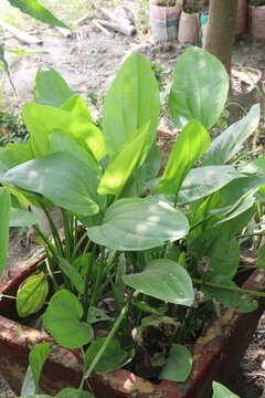 Echinodorus palifolius flower plant on farm