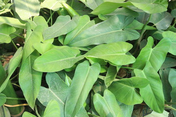 Green Arrow arum plant on farm