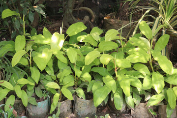 Green Arrow arum plant on farm