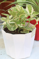 Epipremnum Aureum plant on farm