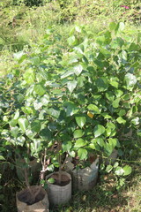 hibiscus flower plant on farm