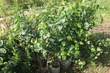 hibiscus flower plant on farm
