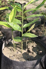 turmeric plant on pot in farm
