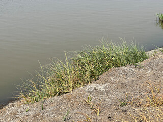 green grass near the lake