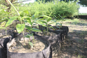 turmeric plant on pot in farm