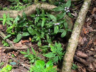 Fototapeta premium beautiful flowers and plant on the ground in the garden