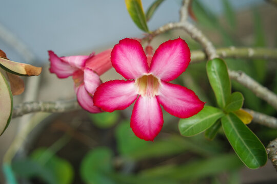 Adenium flower, pink impala lily, adenium tropical, Tropical flower Pink Adenium and desert rose plant also known as kamboja jepang. pink flower as natural background
