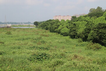 green view on lake with nature
