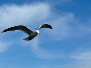 seagull in the sky