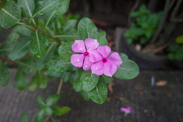 Close up, blooming pink flowers of Chataranthus roseus. Pink periwinkle, old maid, tapak dara in...