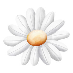 A watercolor drawing of a white daisy with a yellow center.