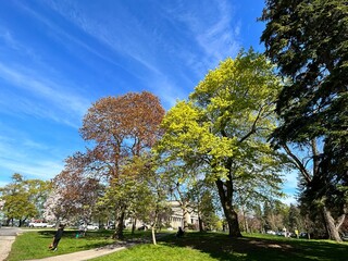 trees in spring