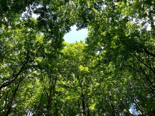 trees in the forest