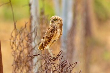 Mochuelo de Hoyo
Speotyto cunicularia
Burrowing Owl in Venezuela