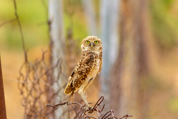 Mochuelo de Hoyo
Speotyto cunicularia
Burrowing Owl in Venezuela